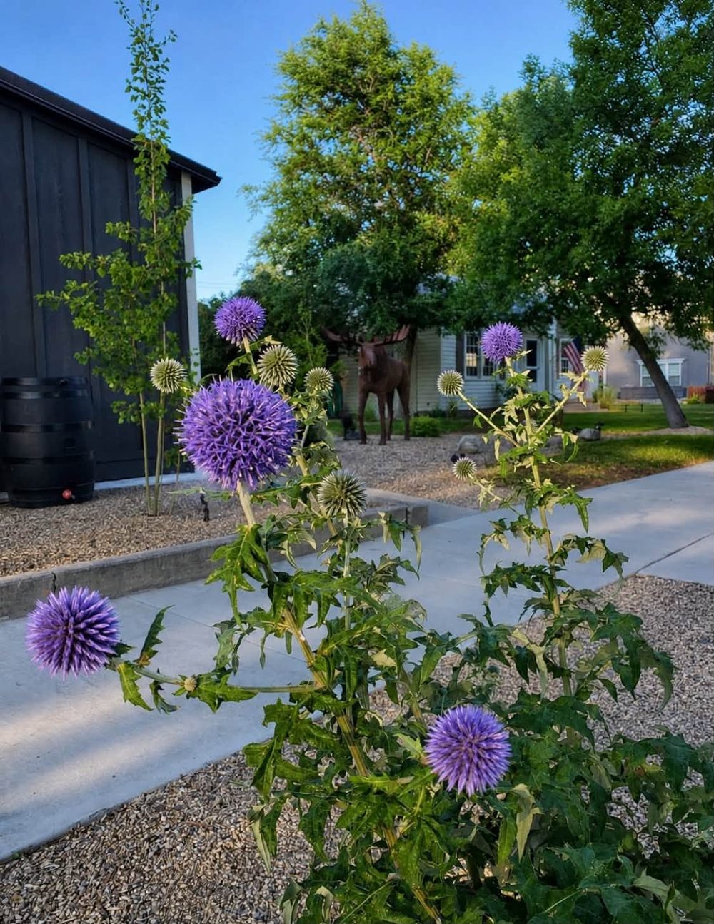 Purple globe thistles beside a walkway